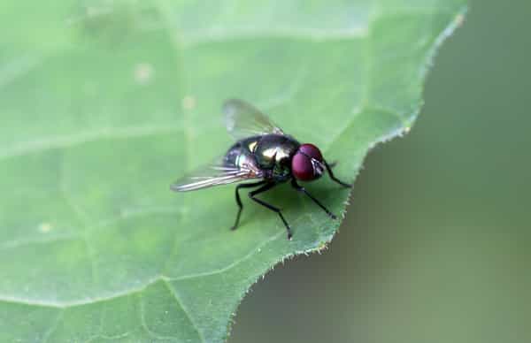 House Fly