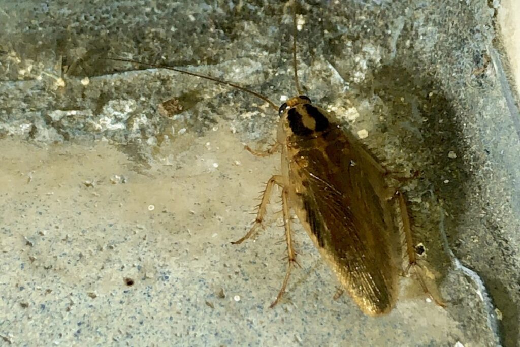 Asian Cockroach